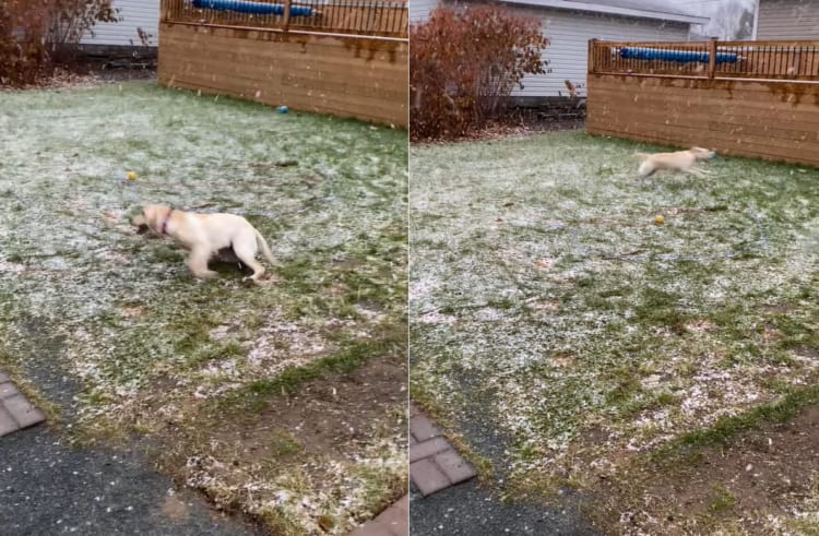 初めて雪を見た子犬。テンションが跳ね上がり、庭を駆けまわっても足りない様なはしゃぎっぷり！！
