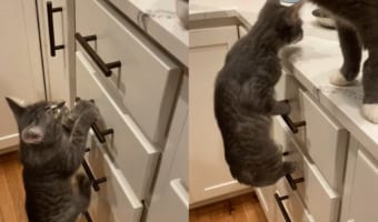 「よいしょよいしょ」飼い主さんの食事を分けて欲しい子猫。取っ手を上手に使って・・・、キッチンカウンターへ無事登頂しました！！