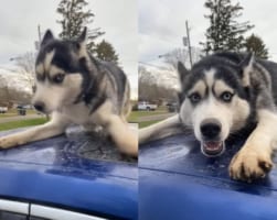 「ここからは絶対動かないワン！」車のルーフから移動することを頑なに拒否するハスキー犬