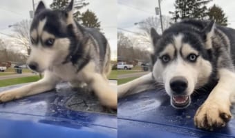「ここからは絶対動かないワン!」車のルーフから移動することを頑なに拒否するハスキー犬