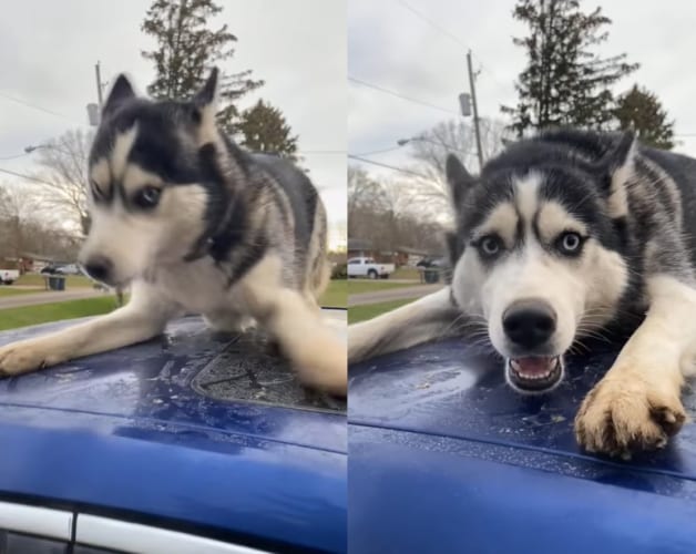 「ここからは絶対動かないワン！」車のルーフから移動することを頑なに拒否するハスキー犬