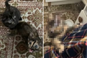 朝ごはんが早く食べたい子猫たち。鳴いたりボウルに飛びかかったり、飼い主さんの体に登って猛アピール！！