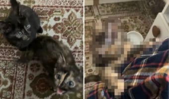 朝ごはんが早く食べたい子猫たち。鳴いたりボウルに飛びかかったり、飼い主さんの体に登って猛アピール！！