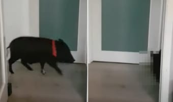 仕事中の飼い主さんに構って欲しいのかな？子ブタが部屋の前を行ったり来たりしたり、チラッチラと中の様子を伺ってきました！！