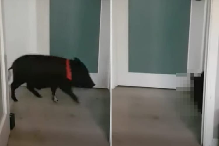 仕事中の飼い主さんに構って欲しいのかな？子ブタが部屋の前を行ったり来たりしたり、チラッチラと中の様子を伺ってきました！！