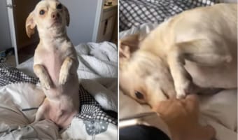 「なんで置いていくの・・・」自分を置いて仕事に向かおうとする飼い主さんに向ける愛犬の視線が切なすぎる