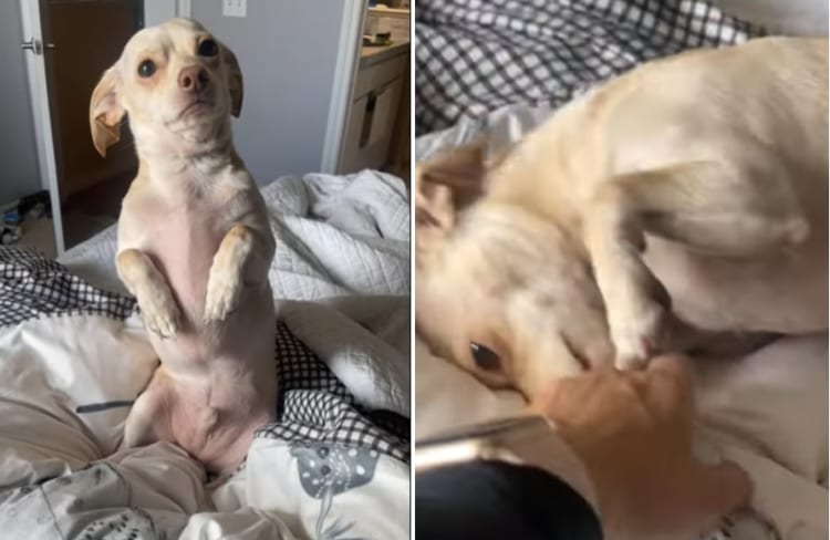 「なんで置いていくの・・・」自分を置いて仕事に向かおうとする飼い主さんに向ける愛犬の視線が切なすぎる