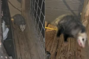 オポッサムにおやつをあげようとしたら、後ろからあらわれた愛犬が横取りしていった！その時オポッサムが取った行動とは