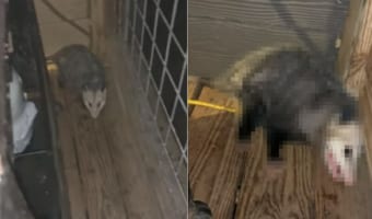 オポッサムにおやつをあげようとしたら、後ろからあらわれた愛犬が横取りしていった！その時オポッサムが取った行動とは