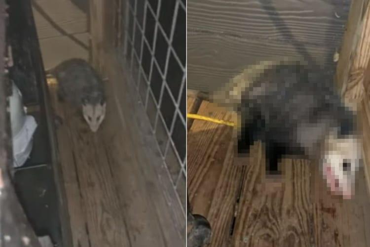 オポッサムにおやつをあげようとしたら、後ろからあらわれた愛犬が横取りしていった！その時オポッサムが取った行動とは