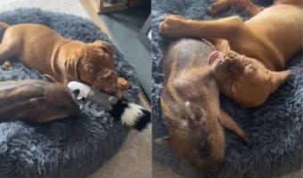 マイクロブタとボルドー・マスティフの子犬は大の親友!外でも家の中でもいつも一緒!!