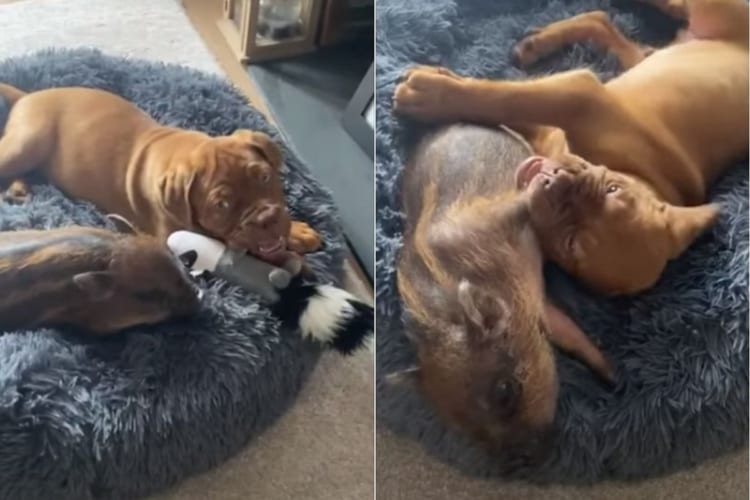 マイクロブタとボルドー・マスティフの子犬は大の親友！外でも家の中でもいつも一緒！！