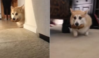 ジャガイモをくわえて逃げろや逃げろ。買い物袋からジャガイモを失敬したコーギーは捕まらないように家の中を走り回ります