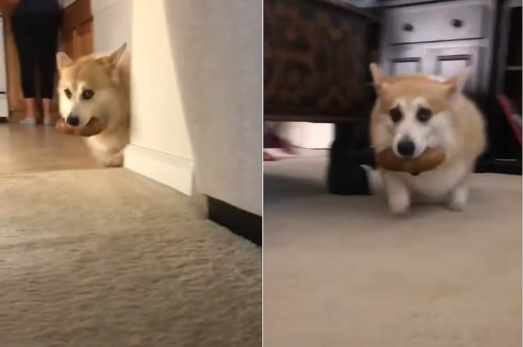 ジャガイモをくわえて逃げろや逃げろ。買い物袋からジャガイモを失敬したコーギーは捕まらないように家の中を走り回ります