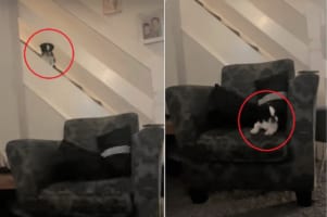 階段に座り込むパグ。ちょっと危ないけど・・・ソファへのショートカットを見付けました！