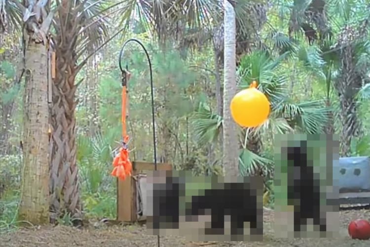 庭で見つけたボブキャットを誘いだそうと設置したオモチャ。そしたらやってきたのはボブキャットではなく、なんと〇〇たちでした！！