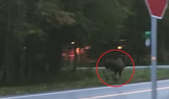 道路沿いを駆ける巨大なヘラジカ。しかしこの後、ちょっと恥ずかしい姿を見せることになるのでした・・・