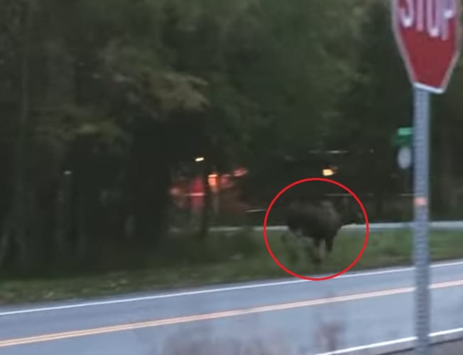 道路沿いを駆ける巨大なヘラジカ。しかしこの後、ちょっと恥ずかしい姿を見せることになるのでした・・・