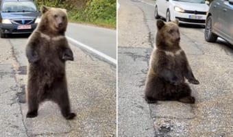 車道にあらわれたクマを興奮させないように運転するドライバーたち。そんな緊迫感ある中、渦中のクマたちはなんだかまったりしていました