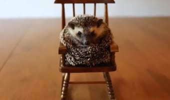ミニチュアのロッキングチェアに腰かけるハリネズミ。ユラユラ揺れるのに身を任せたり、椅子の上で丸くなる姿がかわいい