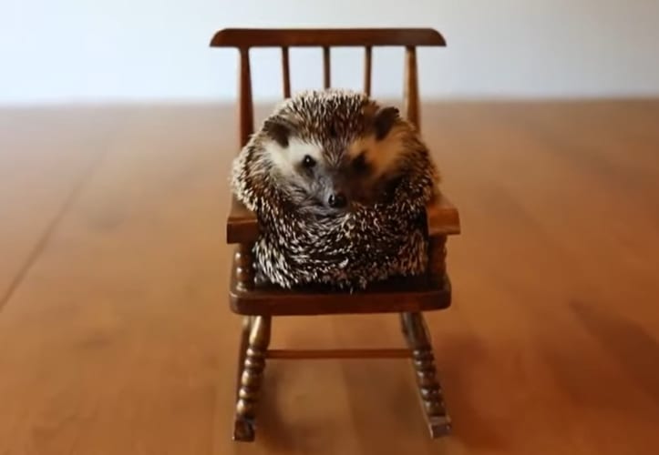 ミニチュアのロッキングチェアに腰かけるハリネズミ。ユラユラ揺れるのに身を任せたり、椅子の上で丸くなる姿がかわいい