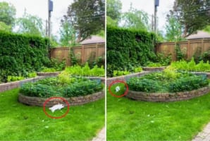 走る！走る！！円状の花壇の周りを高速で駆け回るウサギ