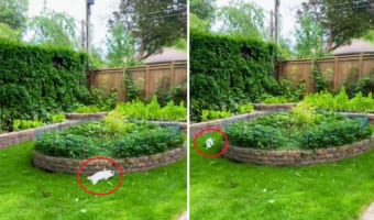 走る！走る！！円状の花壇の周りを高速で駆け回るウサギ