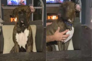 座ったままスヤスヤ寝てしまったボクサー犬。しかし、寝ている間にバランスを崩してしまい・・・