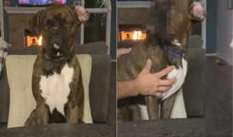 座ったままスヤスヤ寝てしまったボクサー犬。しかし、寝ている間にバランスを崩してしまい・・・