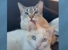 新入り猫に激しく嫉妬していた先住猫。ところがある朝、飼い主さんは2匹の距離が縮まった姿を目撃しました！