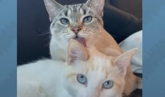 新入り猫に激しく嫉妬していた先住猫。ところがある朝、飼い主さんは2匹の距離が縮まった姿を目撃しました!