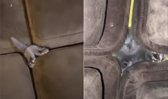ソファの隙間に入ろうとする子猫。お尻を振りながら進んでいく姿はかわいいけれど・・・その顔はなんだかスゴいことになっているよ!