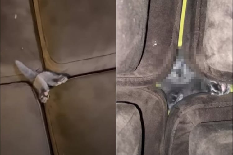 ソファの隙間に入ろうとする子猫。お尻を振りながら進んでいく姿はかわいいけれど・・・その顔はなんだかスゴいことになっているよ！