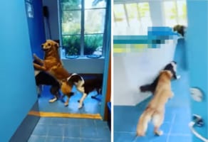 ドアの前で何かを待ちきれない様子の3匹の愛犬。何をそんなに興奮して待っているのかと思えば・・・