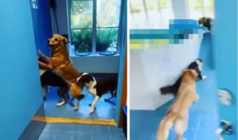 ドアの前で何かを待ちきれない様子の3匹の愛犬。何をそんなに興奮して待っているのかと思えば・・・