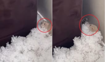 いそいそと何かを運ぶ2匹のネズミ。なんとこの子たちはとんでもないイタズラをしていたのです!