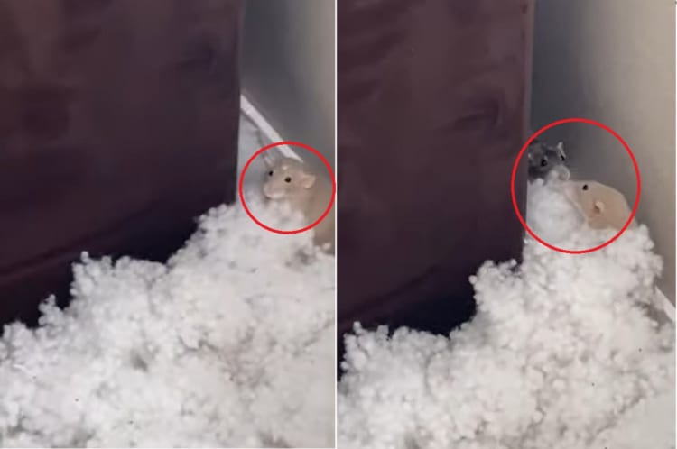 いそいそと何かを運ぶ2匹のネズミ。なんとこの子たちはとんでもないイタズラをしていたのです！