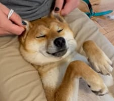 耳をマッサージされるのが大好きな柴犬。飼い主さんに耳を揉まれて気持ちいいのか、いい顔をしてぐっすり寝ています