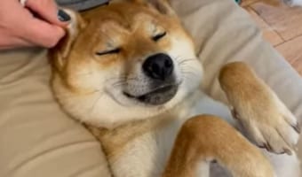 耳をマッサージされるのが大好きな柴犬。飼い主さんに耳を揉まれて気持ちいいのか、いい顔をしてぐっすり寝ています