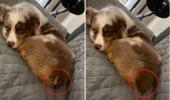 とってもいい夢見ていそう！寝ているけれどしっぽがピコピコ動いちゃっているミニチュア・オーストラリアン・シェパード