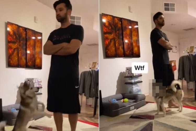 「ここにいるよ！」愛犬が見えないフリをする飼い主さんに対して取った愛犬の行動が実にいじらしい