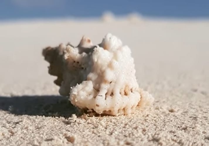 キレイな砂浜に打ち上げられた貝殻と思いきや・・・。その正体はとてもかわいい海の生き物でした！