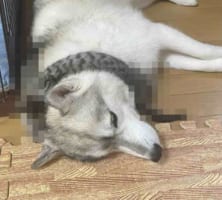 これで寒い冬も風邪知らず？？寝ている愛犬の首にいつの間にかマフラーが巻かれている・・・と思いきや、その正体にビックリ！！