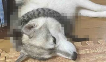 これで寒い冬も風邪知らず？？寝ている愛犬の首にいつの間にかマフラーが巻かれている・・・と思いきや、その正体にビックリ！！