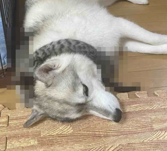 これで寒い冬も風邪知らず？？寝ている愛犬の首にいつの間にかマフラーが巻かれている・・・と思いきや、その正体にビックリ！！