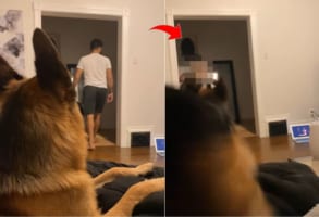 猫が大好きなジャーマンシェパードの前に、よかれと思って猫のマスクをかぶって登場したら・・・思いっきり警戒されてしまいました