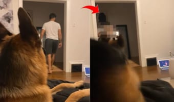 猫が大好きなジャーマンシェパードの前に、よかれと思って猫のマスクをかぶって登場したら・・・思いっきり警戒されてしまいました