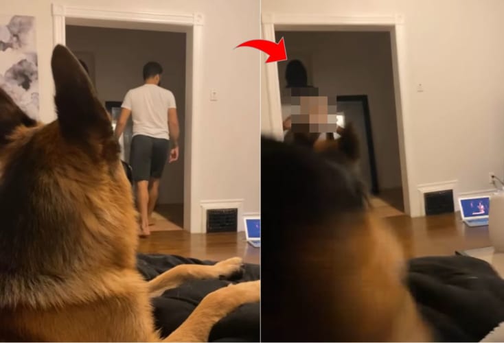 猫が大好きなジャーマンシェパードの前に、よかれと思って猫のマスクをかぶって登場したら・・・思いっきり警戒されてしまいました