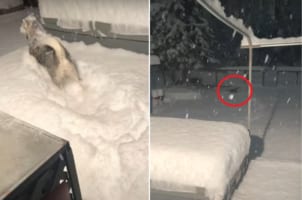 まさに「雪やこんこ」の歌詞通り！雪に喜び庭駆けまわるハスキー犬は頭から雪に突っ込んで行きました
