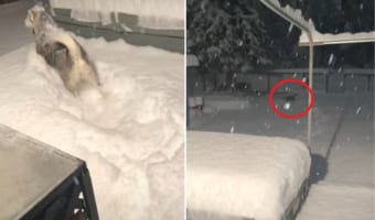 まさに「雪やこんこ」の歌詞通り！雪に喜び庭駆けまわるハスキー犬は頭から雪に突っ込んで行きました